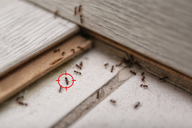 Sycamore, GA Pest Control Company
