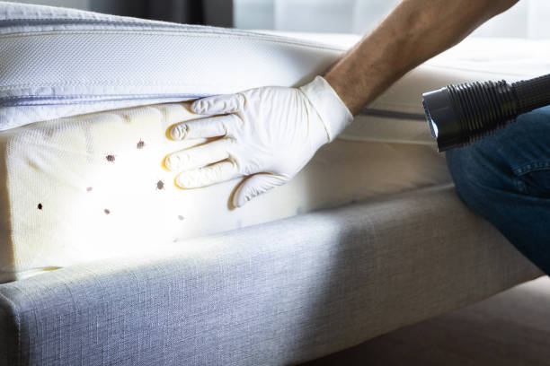 Best Bed Bug Extermination  in Sycamore, GA