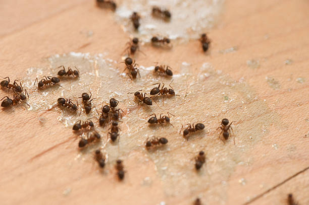 Best Wasp Removal Services  in Sycamore, GA